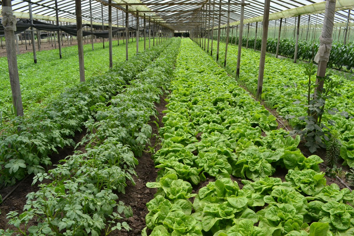 Aprueban proyectos hortícolas agroecológicos para 2400 productores de once distritos de la Provincia