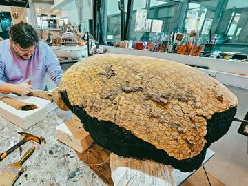 Un gliptodonte bebé es el nuevo hallazgo paleontológico marplatense
