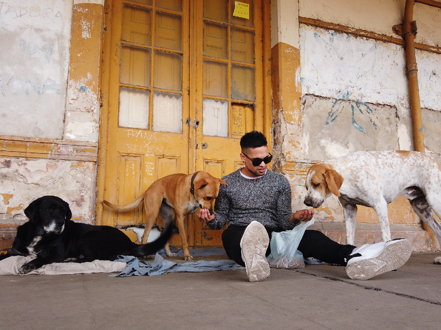 El andén del Belgrano,  un “hotel” para los  perros callejeros 