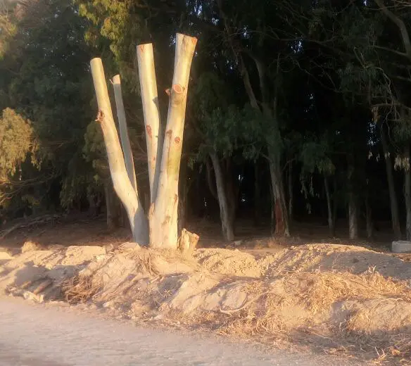 Insólito: un árbol en medio de la avenida 10