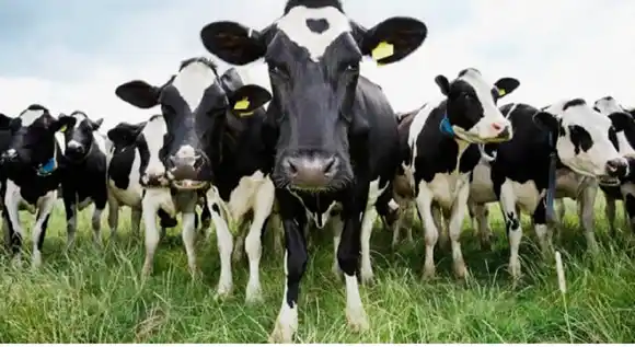 «NARCOVACAS» Cae barco que zarpó de Colombia cargado de bovinos y toneladas de cocaína (+ video)