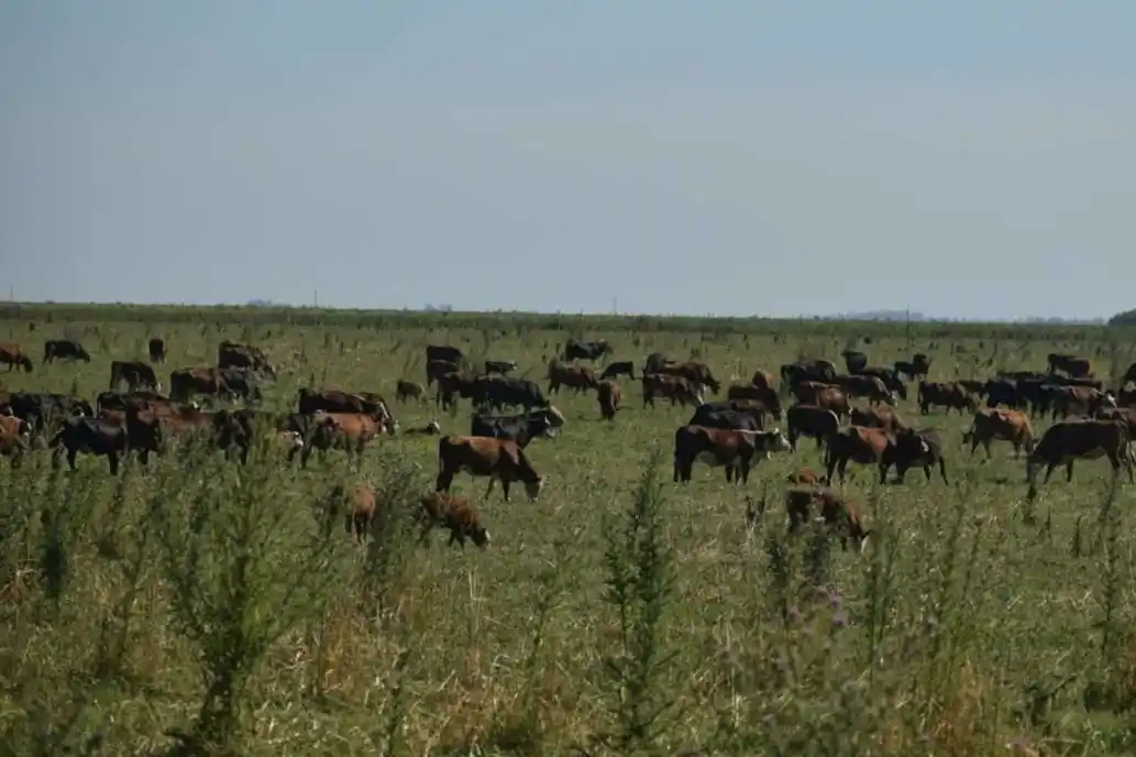 Córdoba: una fundación de ingleses y argentinos hace 100% de producción orgánica