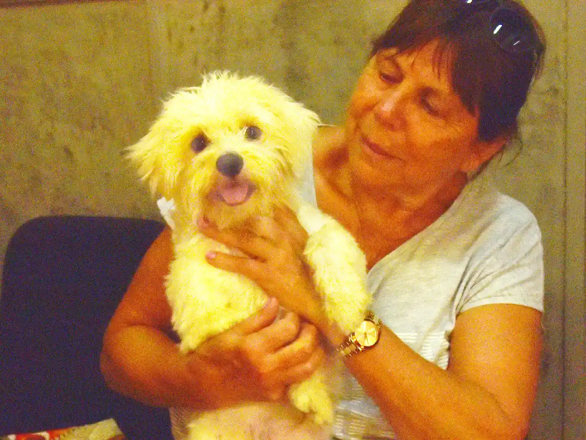 Halló una perra perdida y busca dar con sus dueños 