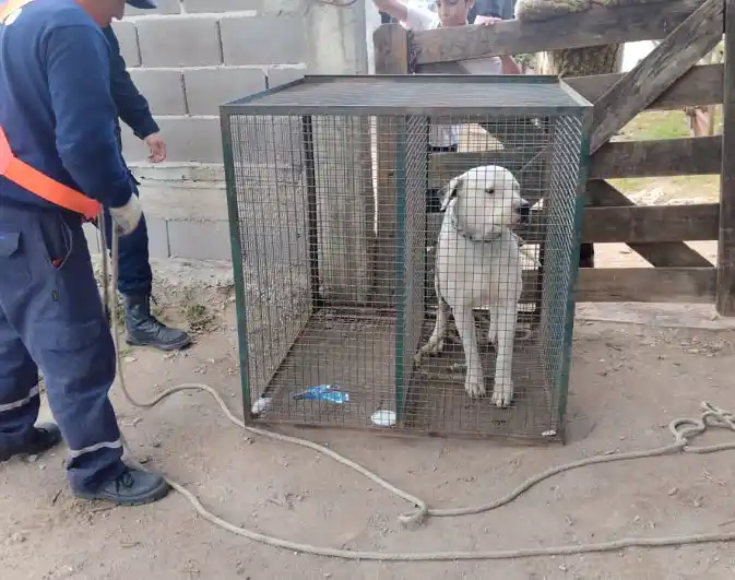 Uno de los dogos secuestrados