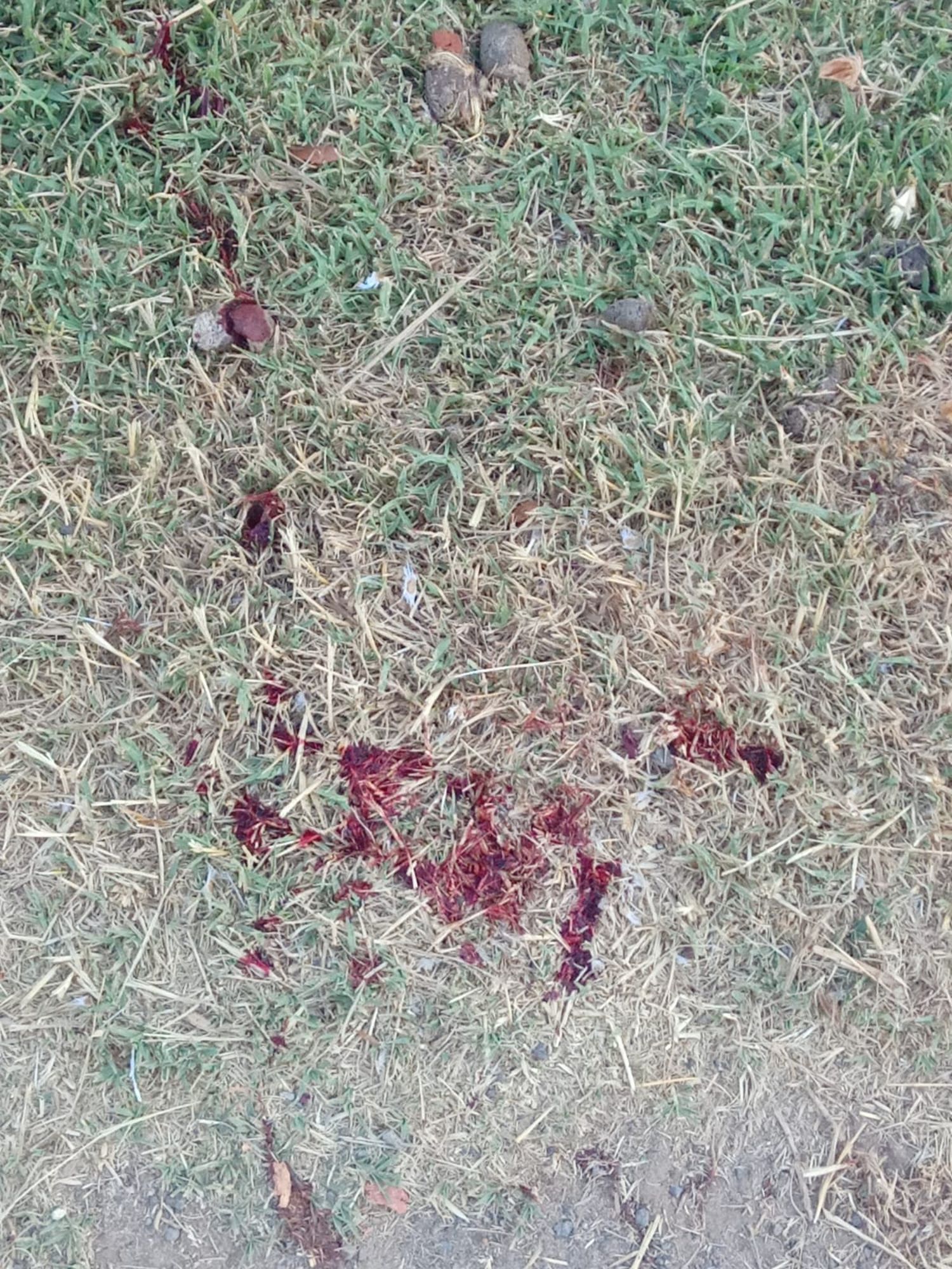 Mancas sangre