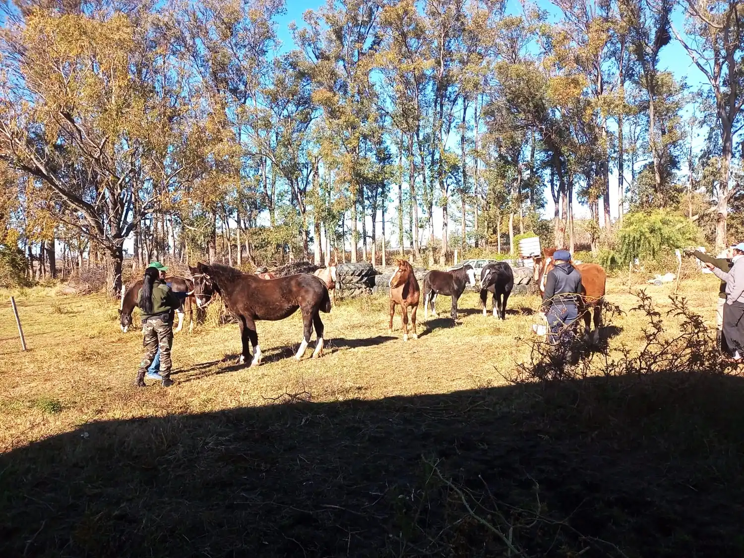 Encefalomielitis equina: hay un caso en Pérez Millán, emergencia nacional y medidas de prevención en la zona
