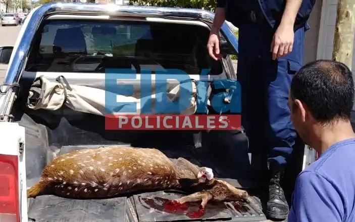 Pánico en el centro de la ciudad por un ciervo descontrolado