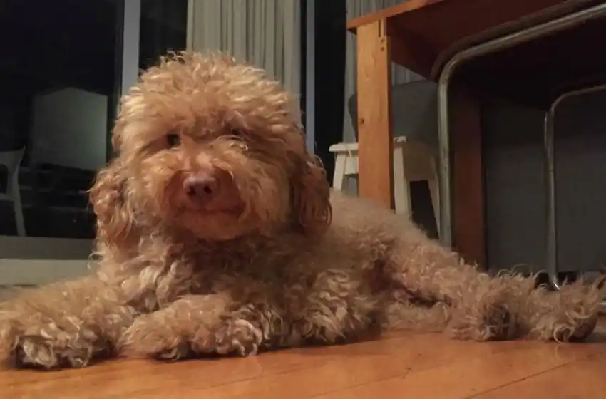 Denunciaron a una mujer porque su pitbull mató a un caniche