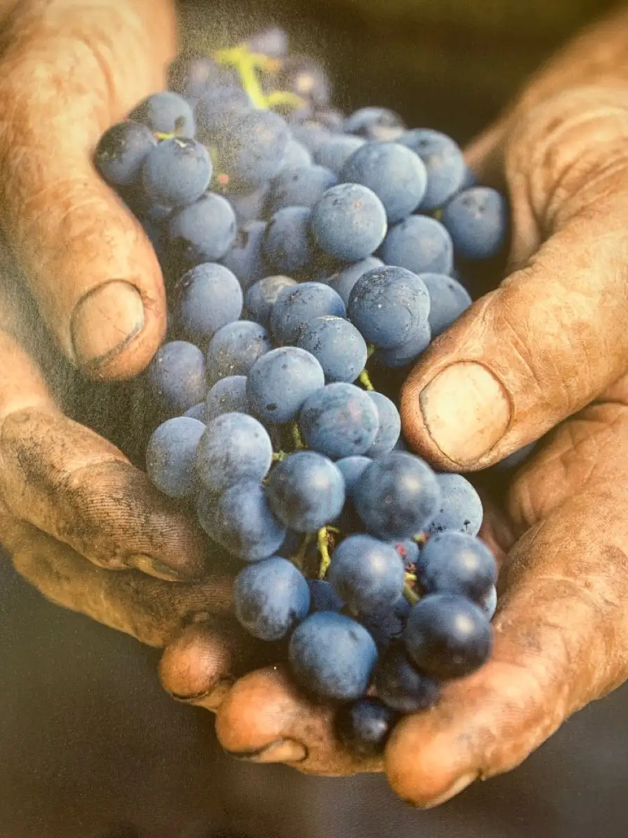 ¡Entender al vino es establecer un compromiso cultural y social!