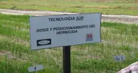 SUR INTA: Tecnología para resistir a enfermedades, herbicidas y el frío