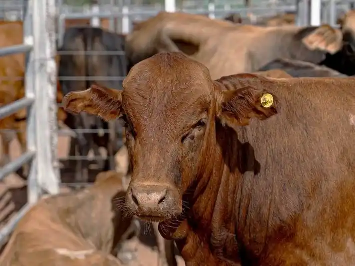 La provincia de Formosa oficializó los nuevos
valores fiscales para la producción primaria