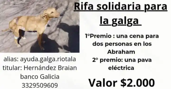 rifa solidaria para perra galga