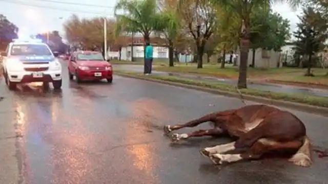 Basavilbaso: Un caballo suelto provocó un choque y será sacrificado