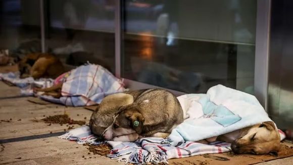 Prohíben la carne de perro en Corea del Sur y ahora no saben qué hacer con medio millón de animales