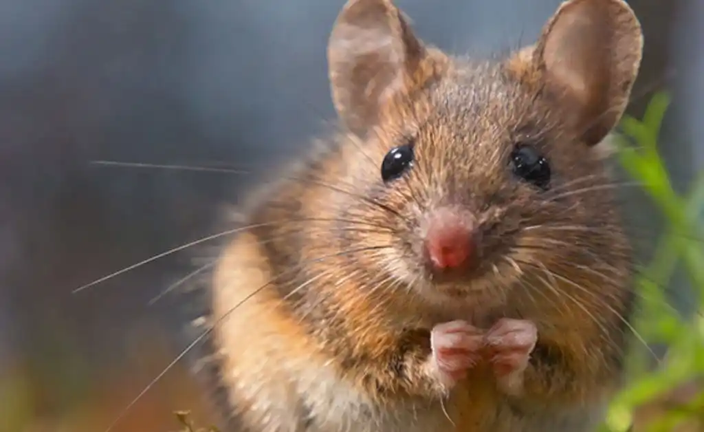 Cinco años de cárcel por acosar y enviar una rata muerta a su exesposa