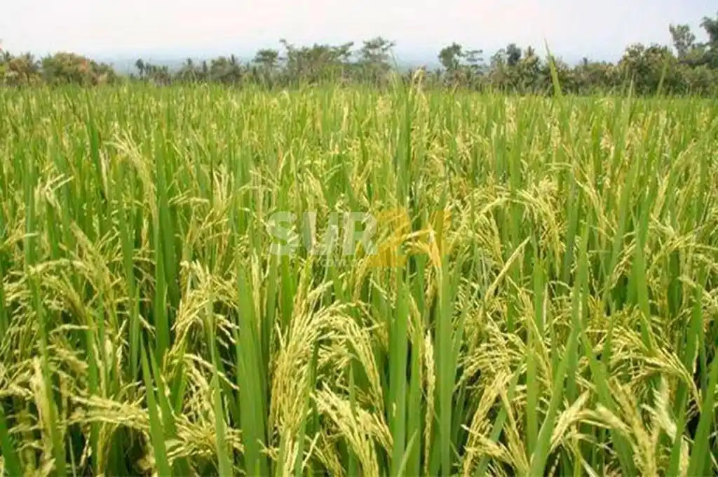 Retenciones: el campo argentino anunció posibles medidas de fuerza en todo el país