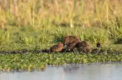 Gualeguay tiene su primera Reserva Natural