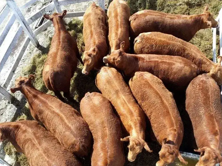 carne - 1