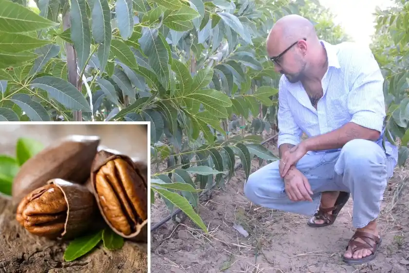 Crece el cultivo de la nuez pecán en Argentina, el fruto que tiene a Abel Pintos como embajador