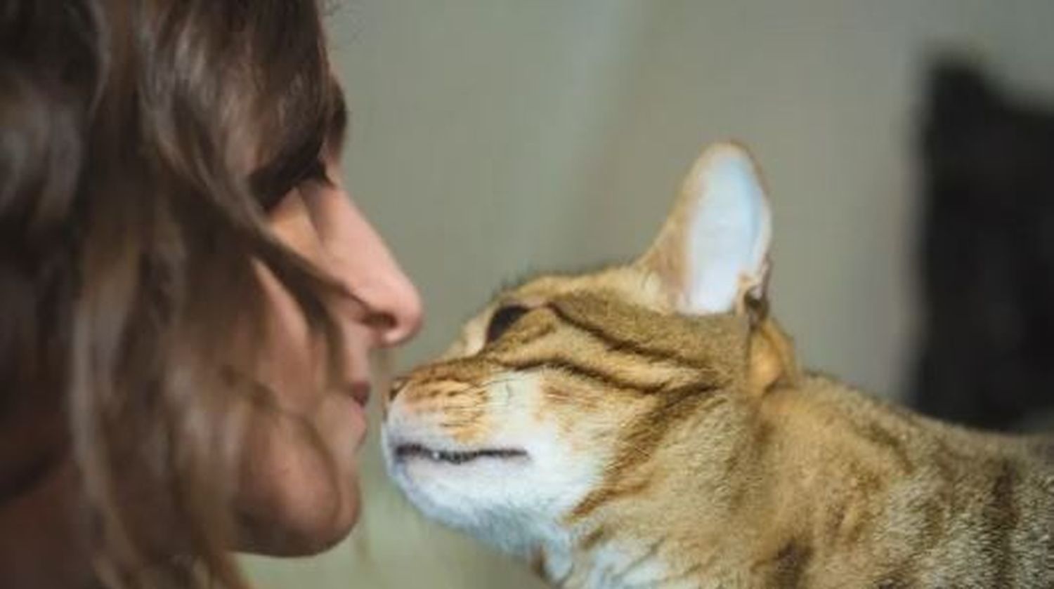 Quedó rengo y su gato lo imita: imágenes imperdibles