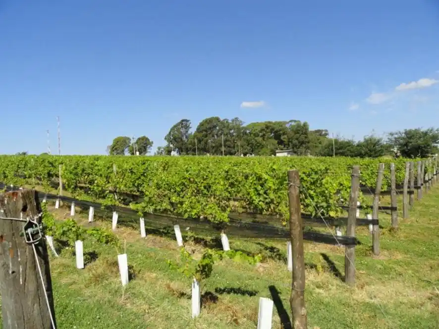 Tandil es la vitivinicultura  europea que va a romper el paradigma argentino