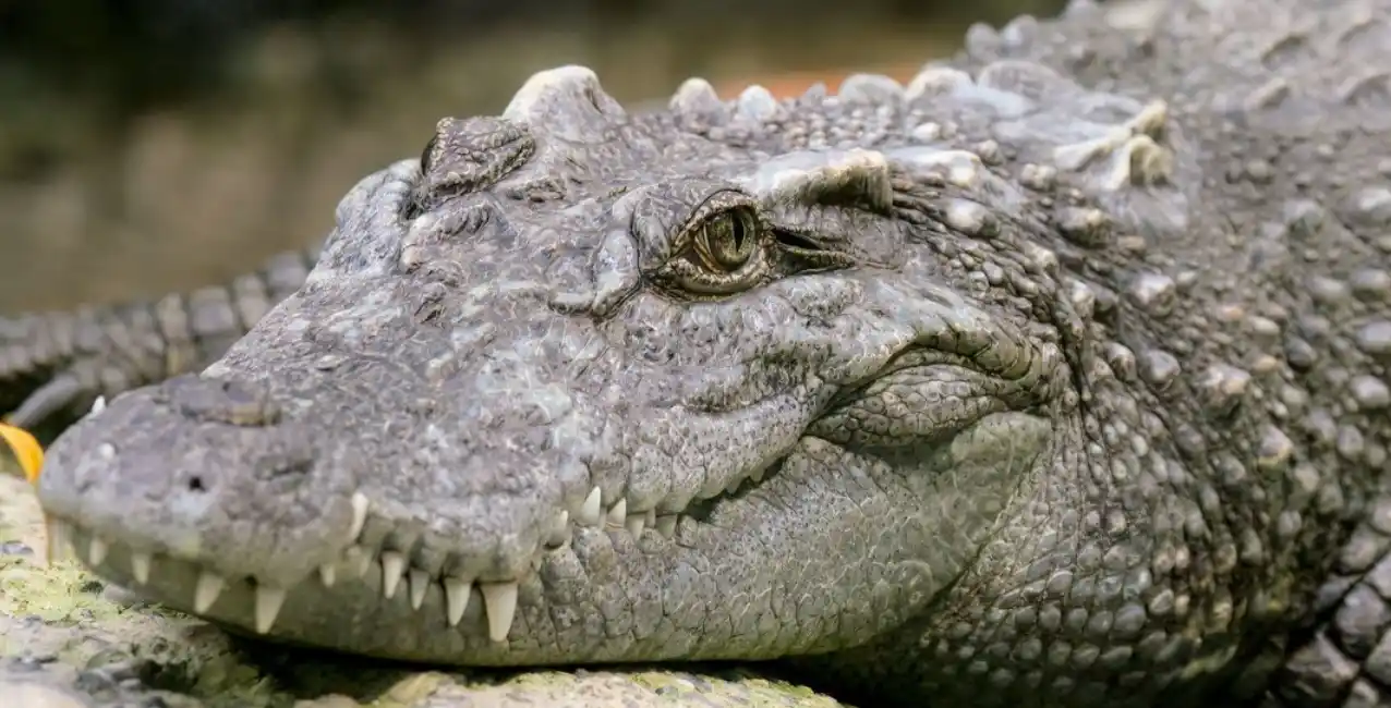 Insólito: un cocodrilo hembra se embarazó a sí misma