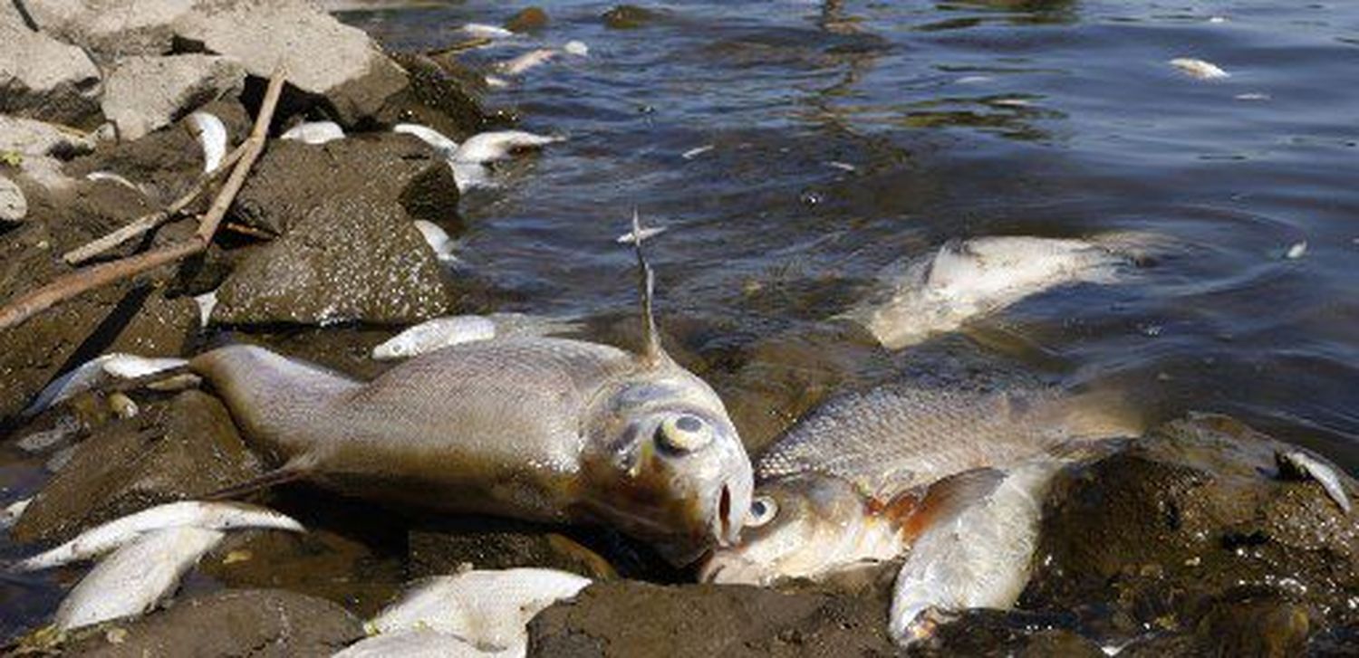 ¿DESASTRE ECOLÓGICO? Contaminación en río germano-polaco acaba con unas 300 toneladas de peces