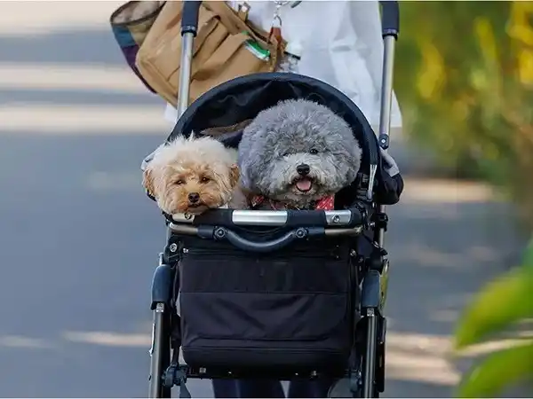Hubo un tiempo en que matar perros era una práctica legal. Hoy los cuidamos como parte de nuestra familia. Foto: Gentileza