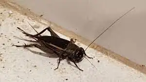 ¿Por qué hay tantos grillos en Gualeguay?