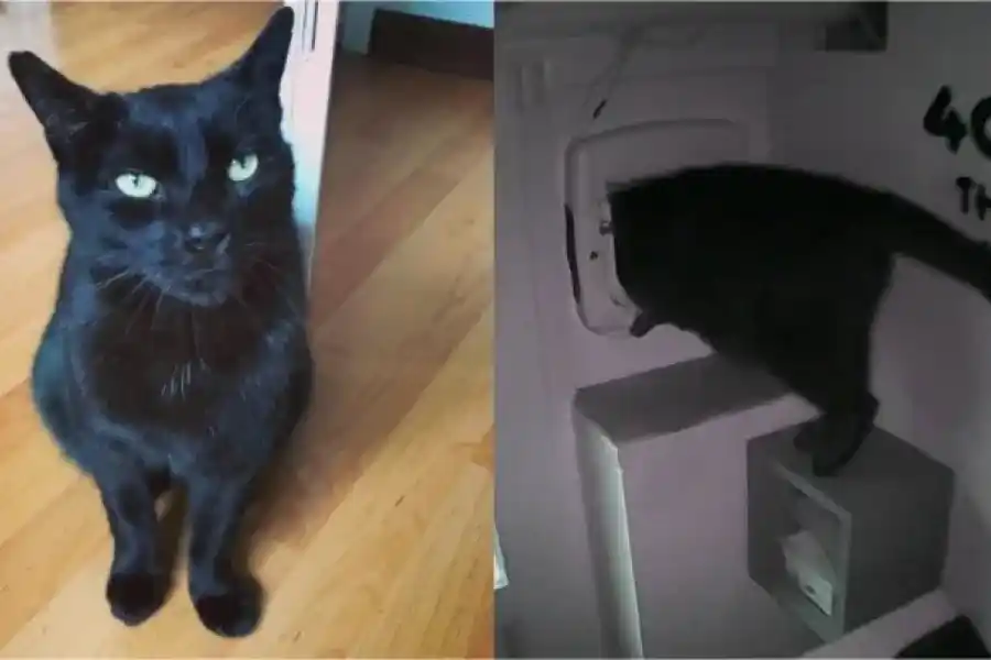 Quién es el gato "Pepito", el “señor de la noche” que preocupa a Twitter cuando sale "de gira" durante largas horas