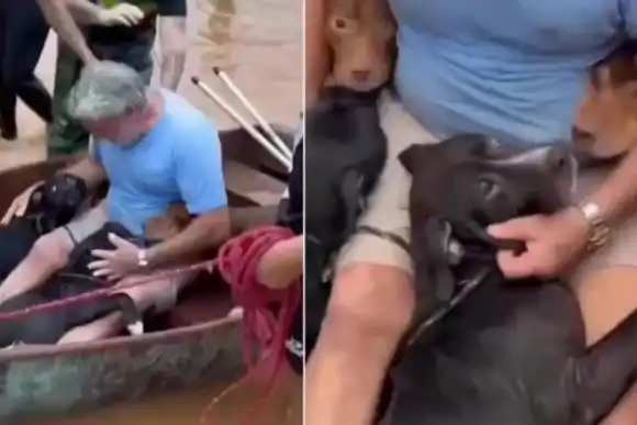 Inundaciones en Brasil: conmovedor video de un hombre que arriesgó su vida para salvar a las mascotas