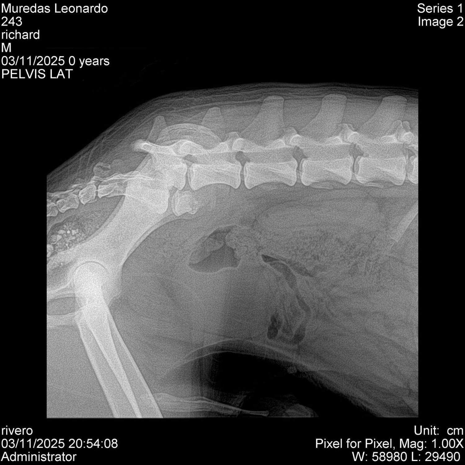 Radiografía de perro callejero