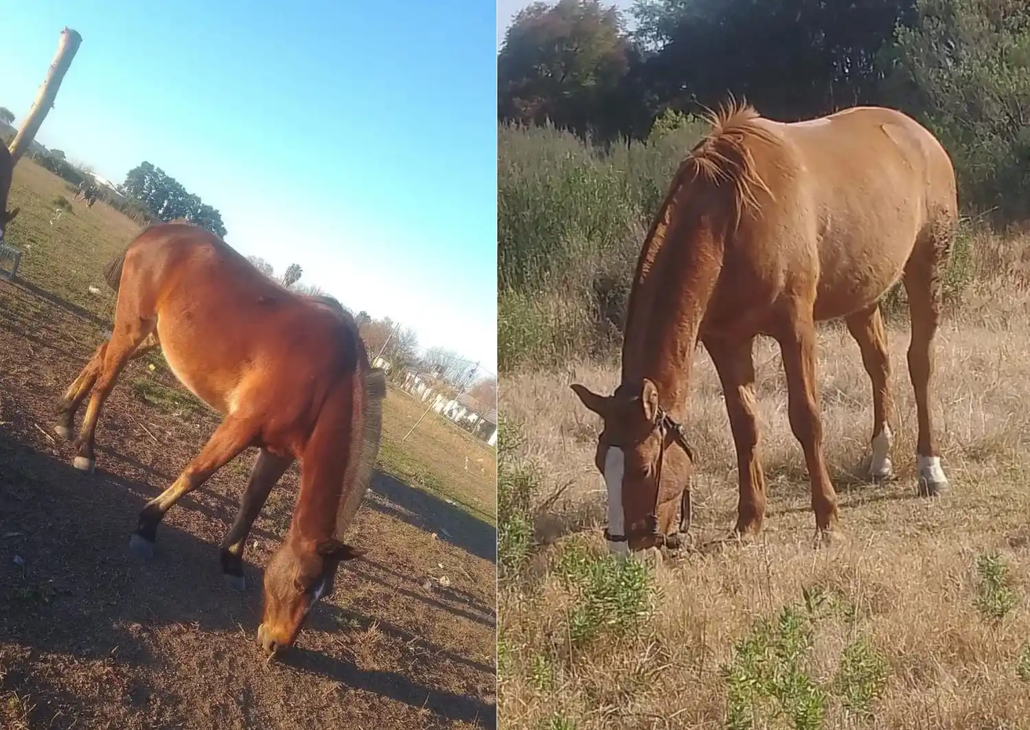 Buscan a dos caballos extraviados en zona del CIC