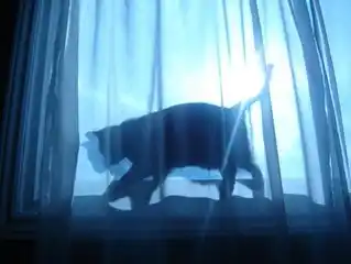 Rabia silvestre, causa muerte de  mujer mordida por gato