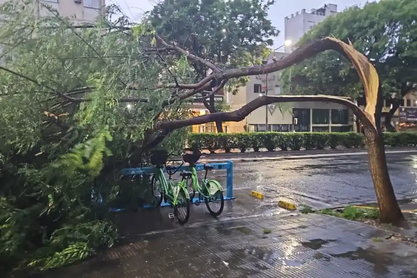 Árboles caídos, autos dañados y calles cortadas: lo que dejó la tormenta en Rosario
