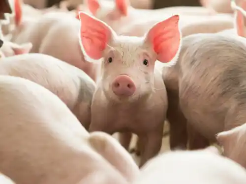 Productores porcinos quieren competir con las mismas reglas