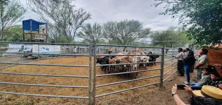 En el remate ganadero que se realiza en 
Puerto Irigoyen saldrán a la venta 490 cabezas