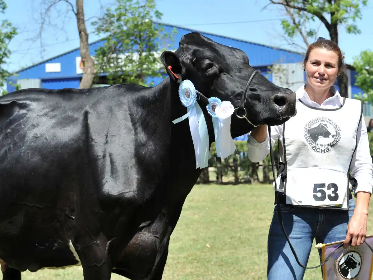 Del descarte, a vaca campeona  