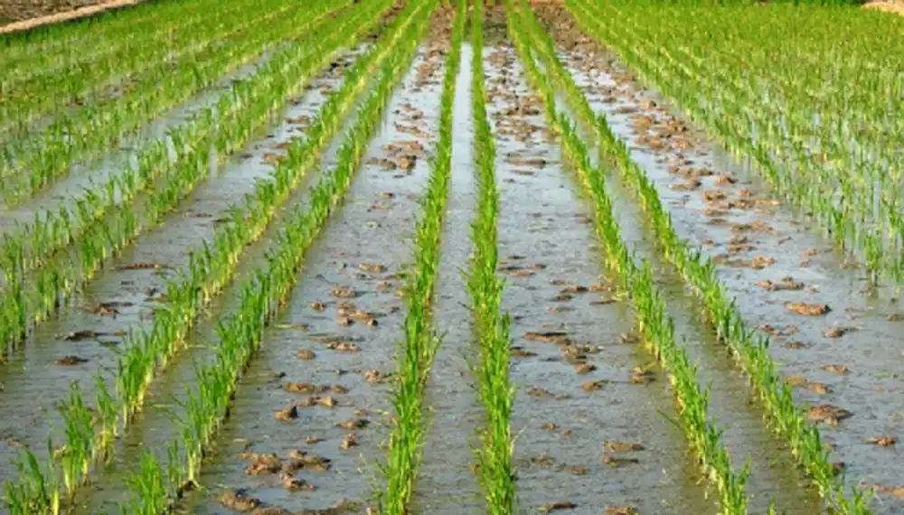 Santa Fe avanza con una nueva variedad de arroz