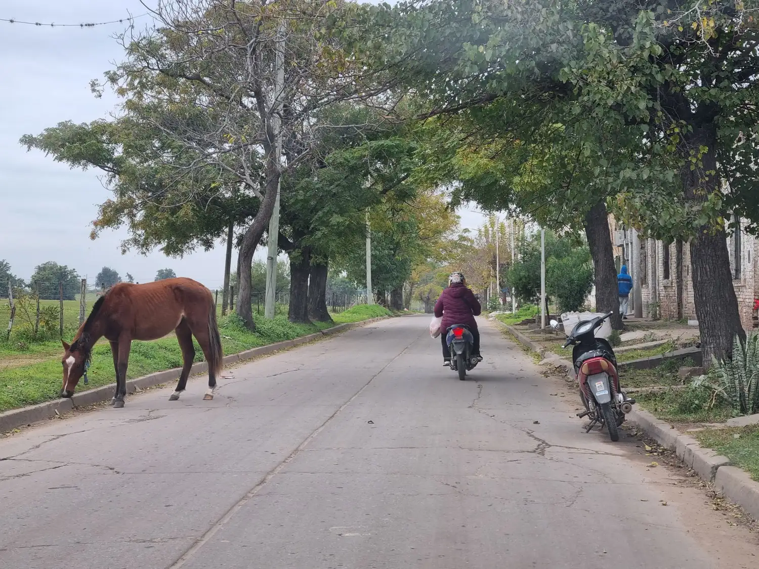 Caballo suelto