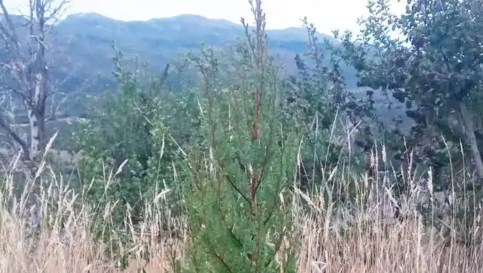 Protección y el desarrollo  sostenible del Parque Nacional Los Alerces