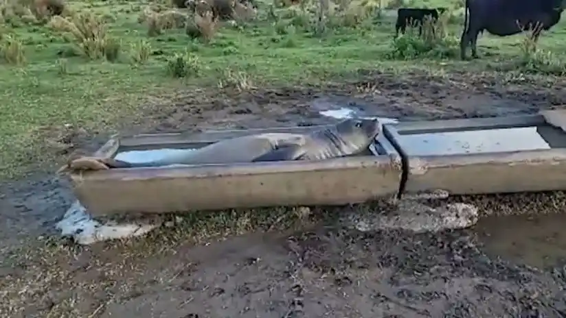 Insólito: Apareció un elefante marino a dos kilómetros de la costa atlántica