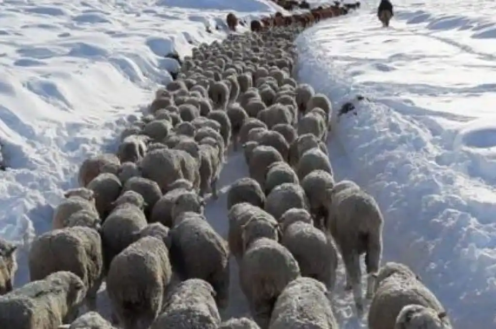 Declaran la emergencia agropecuaria en Chubut