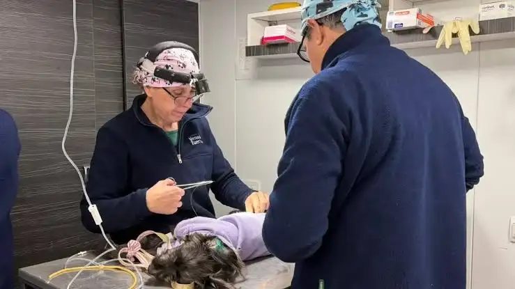 Castración animal.