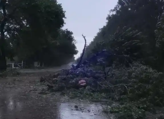 Temporal en San Pedro: voladura de techos, caída de árboles y asistencia de Defensa Civil con foco en el Hospital de Santa Lucía