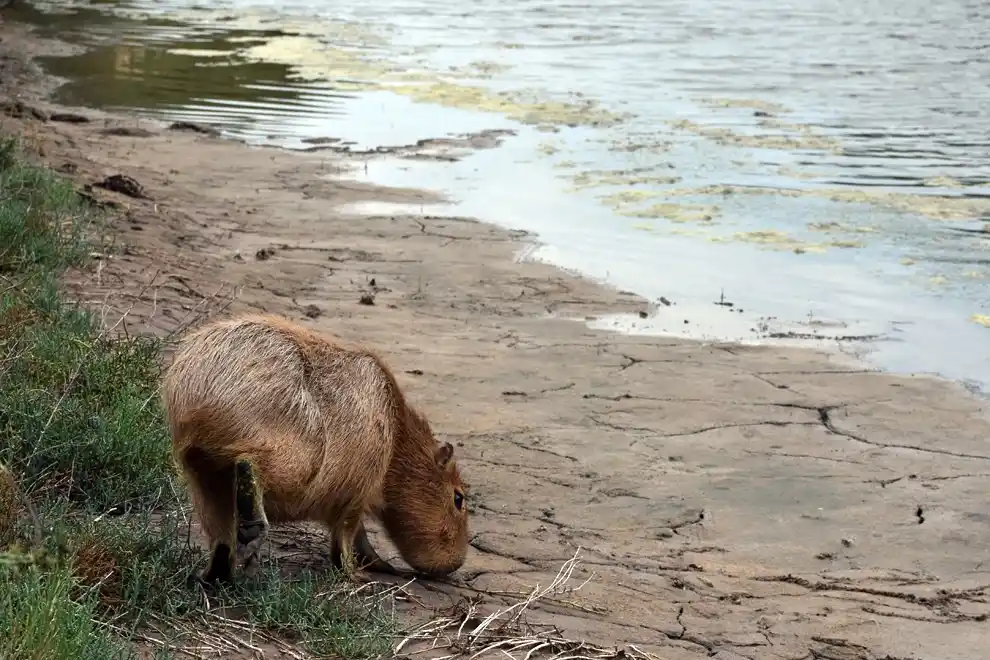 El carpincho que regresó a la naturaleza había sido rescatado del cautiverio en una vivienda particular de Inriville