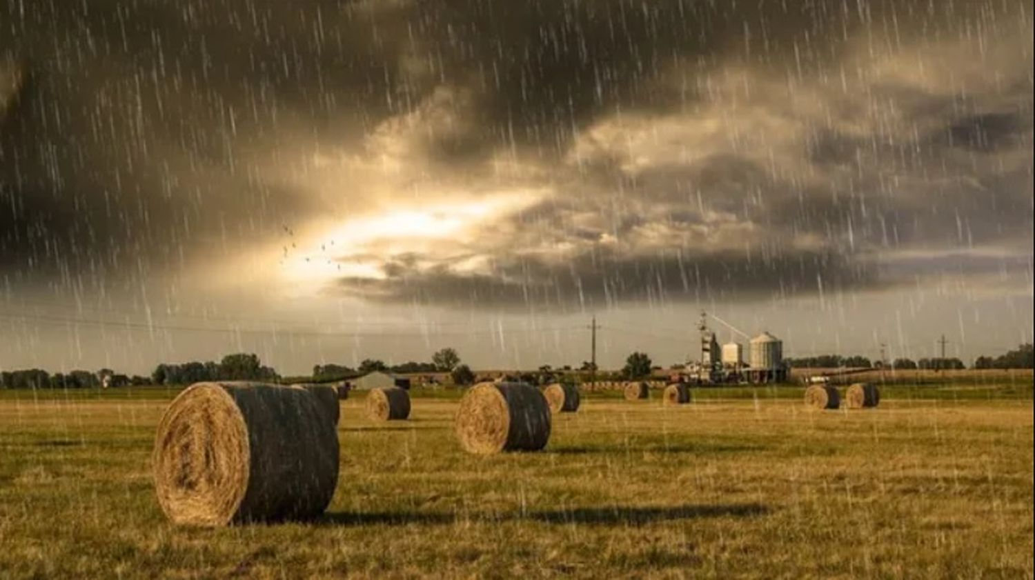 Las lluvias serían beneficiosos para los cultivos invernales en pie