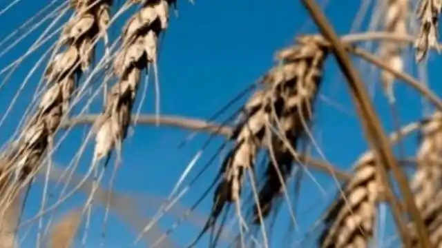Tras una cosecha récord de trigo, las lluvias podrían afectar los rindes de la soja