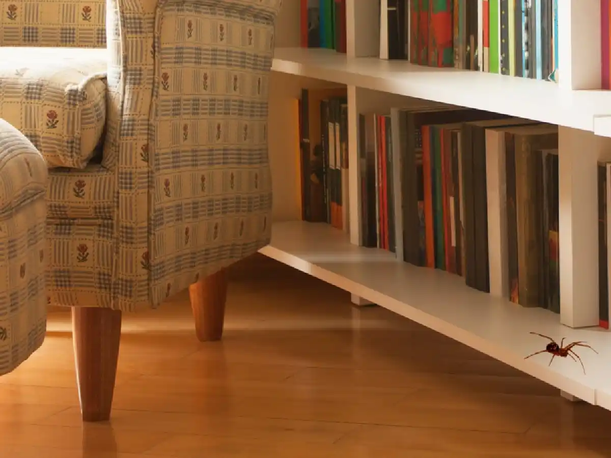 LINCOLN: Una nena de un año y medio murió por la picadura de una "araña del rincón"