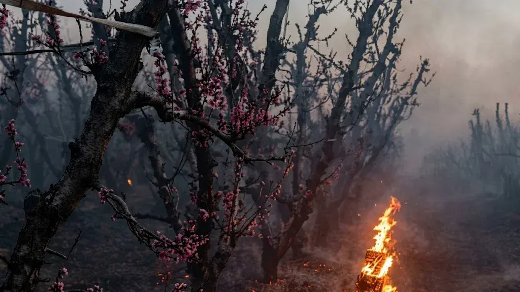 Productores rurales realizan quemas controladas en montes frutales ante el aporte que efectuó el INTA en ocho jornadas.